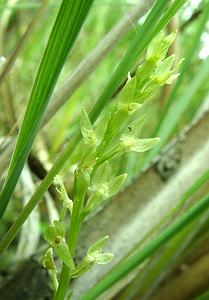 Hammarbya paludosa (Orchidaceae)  - Hammarbya des marais, Malaxis des tourbières, Malaxis à deux feuilles, Malaxide des marais, Malaxis des marais - Bog Orchid Turnhout [Belgique] 18/08/2001 - 30m