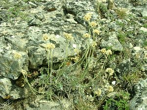 Helichrysum stoechas (Asteraceae)  - Hélichryse stoechade, Immortelle stoechade, Immortelle des dunes, Immortelle jaune Gard [France] 03/08/2001 - 470m