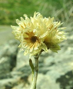 Helichrysum stoechas (Asteraceae)  - Hélichryse stoechade, Immortelle stoechade, Immortelle des dunes, Immortelle jaune Gard [France] 03/08/2001 - 470m