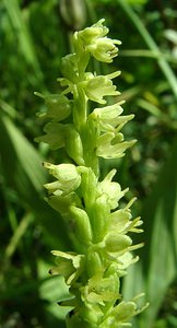 Herminium monorchis (Orchidaceae)  - Herminium à un seul tubercule, Orchis musc, Herminium clandestin - Musk Orchid Nord [France] 29/08/2001