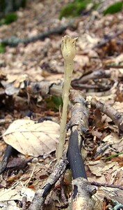 Hypopitys monotropa (Ericaceae)  - Monotrope sucepin, Sucepin, Hypopitys monotrope - Yellow Bird's-nest Gard [France] 03/08/2001 - 1230m