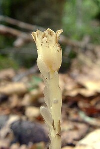 Hypopitys monotropa (Ericaceae)  - Monotrope sucepin, Sucepin, Hypopitys monotrope - Yellow Bird's-nest Gard [France] 03/08/2001 - 1230m