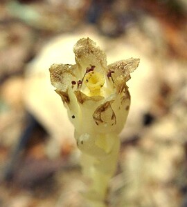 Hypopitys monotropa (Ericaceae)  - Monotrope sucepin, Sucepin, Hypopitys monotrope - Yellow Bird's-nest Gard [France] 03/08/2001 - 1230m