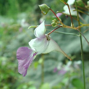 Impatiens balfourii (Balsaminaceae)  - Impatiente de Balfour, Balsamine de Balfour, Balsamine des jardins Gard [France] 02/08/2001 - 470m