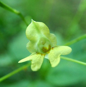 Impatiens parviflora (Balsaminaceae)  - Impatiente à petites fleurs, Balsamine à petites fleurs - Small Balsam, Small-flowered Touch-me-not Turnhout [Belgique] 18/08/2001 - 30m