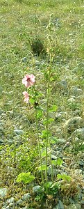 Malva arborea (Malvaceae)  - Mauve arborée, Mauve en arbre, Lavatère arborée, Lavatère arborescente - Tree-mallow Gard [France] 02/08/2001 - 470m