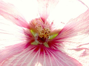 Malva arborea (Malvaceae)  - Mauve arborée, Mauve en arbre, Lavatère arborée, Lavatère arborescente - Tree-mallow Gard [France] 02/08/2001 - 470m