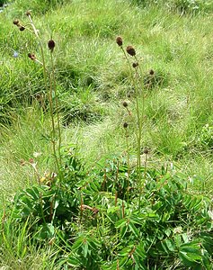 Sanguisorba officinalis (Rosaceae)  - Sanguisorbe officinale, Grande pimprenelle, Sanguisorbe, Pimprenelle officinale - Great Burnet  [Andorre] 01/08/2001 - 2400m