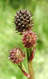 Sanguisorba officinalis (Rosaceae)  - Sanguisorbe officinale, Grande pimprenelle, Sanguisorbe, Pimprenelle officinale - Great Burnet  [Andorre] 01/08/2001 - 2400m