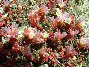 Sedum candollei (Crassulaceae)  - Orpin de De Candolle, Mucizonie faux orpin, Ombilic faux orpin  [Andorre] 01/08/2001 - 2400m