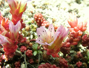 Sedum candollei (Crassulaceae)  - Orpin de De Candolle, Mucizonie faux orpin, Ombilic faux orpin  [Andorre] 01/08/2001 - 2400m