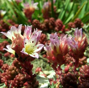 Sedum candollei (Crassulaceae)  - Orpin de De Candolle, Mucizonie faux orpin, Ombilic faux orpin  [Andorre] 01/08/2001 - 2400m