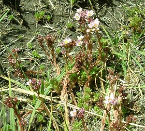 Sedum villosum (Crassulaceae)  - Orpin velu, Orpin pubescent - Hairy Stonecrop  [Andorre] 01/08/2001 - 2400m