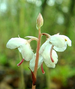 Pyrola rotundifolia (Ericaceae)  - Pyrole à feuilles rondes - Round-leaved Wintergreen Pas-de-Calais [France] 27/10/2001 - 50m