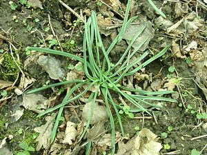 Muscari comosum (Asparagaceae)  - Muscari chevelu, Muscari à toupet, Muscari chevelu, Muscari à toupet - Tassel Hyacinth Aisne [France] 02/03/2002 - 140m
