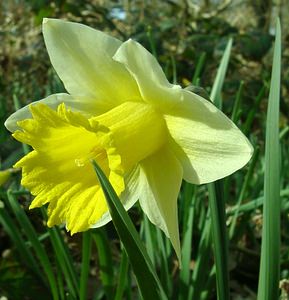 Narcissus pseudonarcissus (Amaryllidaceae)  - Narcisse faux narcisse, Jonquille des bois, Jonquille, Narcisse trompette Seine-Maritime [France] 10/03/2002 - 170m