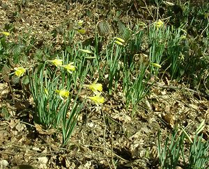 Narcissus pseudonarcissus (Amaryllidaceae)  - Narcisse faux narcisse, Jonquille des bois, Jonquille, Narcisse trompette Seine-Maritime [France] 10/03/2002 - 170m