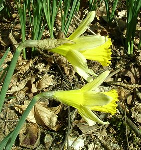 Narcissus pseudonarcissus (Amaryllidaceae)  - Narcisse faux narcisse, Jonquille des bois, Jonquille, Narcisse trompette Seine-Maritime [France] 10/03/2002 - 170m