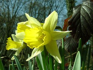 Narcissus pseudonarcissus (Amaryllidaceae)  - Narcisse faux narcisse, Jonquille des bois, Jonquille, Narcisse trompette Seine-Maritime [France] 10/03/2002 - 170m