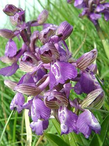 Anacamptis morio (Orchidaceae)  - Anacamptide bouffon, Orchis bouffon Cantal [France] 12/04/2002 - 650m