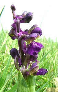 Anacamptis morio (Orchidaceae)  - Anacamptide bouffon, Orchis bouffon Cantal [France] 12/04/2002 - 650m