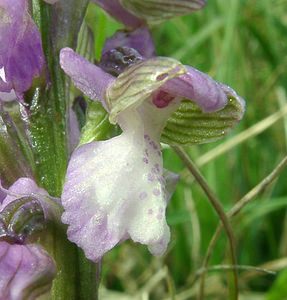 Anacamptis morio (Orchidaceae)  - Anacamptide bouffon, Orchis bouffon Cantal [France] 12/04/2002 - 650m
