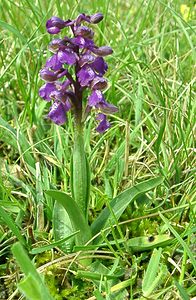 Anacamptis morio (Orchidaceae)  - Anacamptide bouffon, Orchis bouffon Cantal [France] 12/04/2002 - 650m