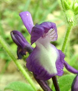 Anacamptis morio subsp. champagneuxii (Orchidaceae)  - Anacamptide de Champagneux, Orchis de Champagneux Var [France] 08/04/2002 - 100m