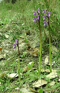 Anacamptis morio subsp. champagneuxii (Orchidaceae)  - Anacamptide de Champagneux, Orchis de Champagneux Var [France] 08/04/2002 - 100m