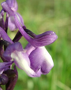 Anacamptis morio subsp. champagneuxii (Orchidaceae)  - Anacamptide de Champagneux, Orchis de Champagneux Var [France] 08/04/2002 - 100m