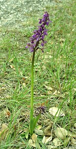 Anacamptis morio subsp. picta (Orchidaceae)  - Anacamptide peinte, Orchis peint Var [France] 08/04/2002 - 120m