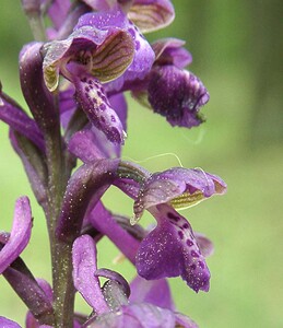 Anacamptis morio subsp. picta (Orchidaceae)  - Anacamptide peinte, Orchis peint Var [France] 08/04/2002 - 120m