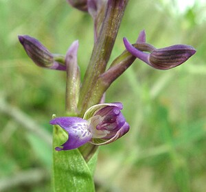 Anacamptis morio subsp. picta (Orchidaceae)  - Anacamptide peinte, Orchis peint Var [France] 08/04/2002 - 120m