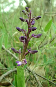 Anacamptis morio subsp. picta (Orchidaceae)  - Anacamptide peinte, Orchis peint Var [France] 08/04/2002 - 120m