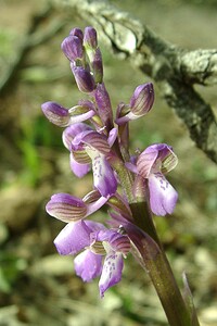 Anacamptis morio subsp. picta (Orchidaceae)  - Anacamptide peinte, Orchis peint Var [France] 08/04/2002 - 120m