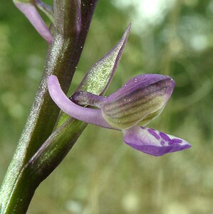 Anacamptis morio subsp. picta (Orchidaceae)  - Anacamptide peinte, Orchis peint Var [France] 08/04/2002 - 120m