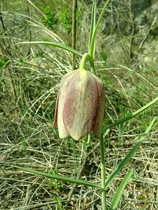 Fritillaria involucrata (Liliaceae)  - Fritillaire à involucre Alpes-de-Haute-Provence [France] 05/04/2002 - 360m