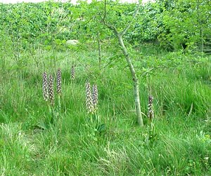 Himantoglossum robertianum (Orchidaceae)  - Barlie de Robert Bouches-du-Rhone [France] 01/04/2002 - 40m