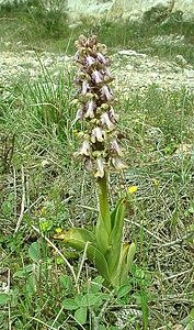 Himantoglossum robertianum (Orchidaceae)  - Barlie de Robert Bouches-du-Rhone [France] 02/04/2002 - 160m