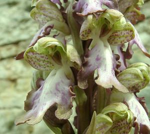 Himantoglossum robertianum (Orchidaceae)  - Barlie de Robert Bouches-du-Rhone [France] 02/04/2002 - 160m