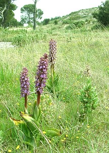 Himantoglossum robertianum (Orchidaceae)  - Barlie de Robert Bouches-du-Rhone [France] 04/04/2002 - 110m