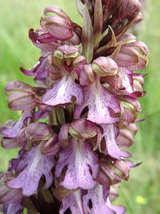 Himantoglossum robertianum (Orchidaceae)  - Barlie de Robert Bouches-du-Rhone [France] 04/04/2002 - 110m