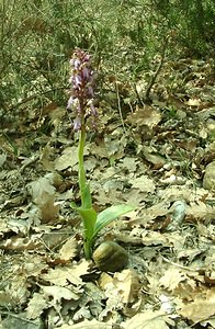 Himantoglossum robertianum (Orchidaceae)  - Barlie de Robert Alpes-de-Haute-Provence [France] 06/04/2002 - 420m