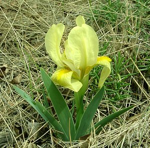 Iris lutescens (Iridaceae)  - Iris jaunissant, Iris jaunâtre, Iris nain Bouches-du-Rhone [France] 02/04/2002 - 160m