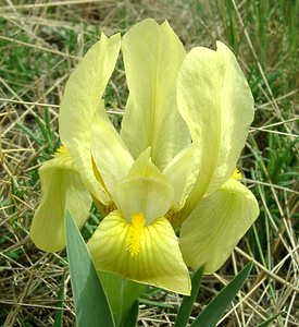 Iris lutescens (Iridaceae)  - Iris jaunissant, Iris jaunâtre, Iris nain Bouches-du-Rhone [France] 02/04/2002 - 160m