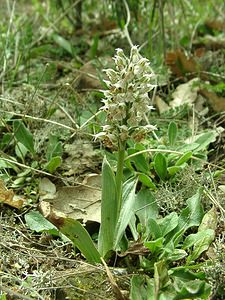 Neotinea lactea (Orchidaceae)  - Néotinée lactée, Orchis laiteux, Orchis lacté Var [France] 08/04/2002 - 130m