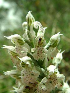 Neotinea lactea (Orchidaceae)  - Néotinée lactée, Orchis laiteux, Orchis lacté Var [France] 08/04/2002 - 130m