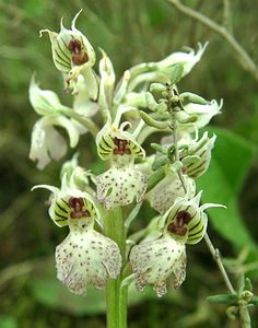 Neotinea lactea (Orchidaceae)  - Néotinée lactée, Orchis laiteux, Orchis lacté Var [France] 08/04/2002 - 130m