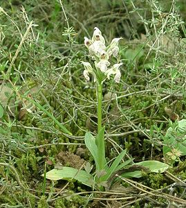 Neotinea lactea (Orchidaceae)  - Néotinée lactée, Orchis laiteux, Orchis lacté Var [France] 08/04/2002 - 130m