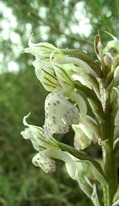 Neotinea lactea (Orchidaceae)  - Néotinée lactée, Orchis laiteux, Orchis lacté Var [France] 08/04/2002 - 130m